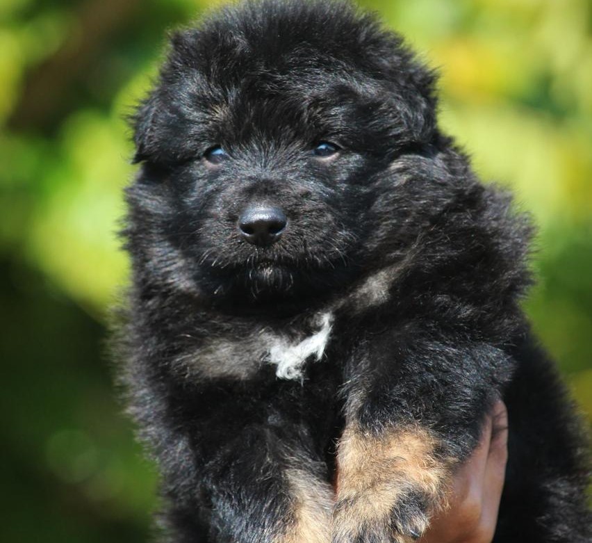 Buy german shepherd puppies in bangalore