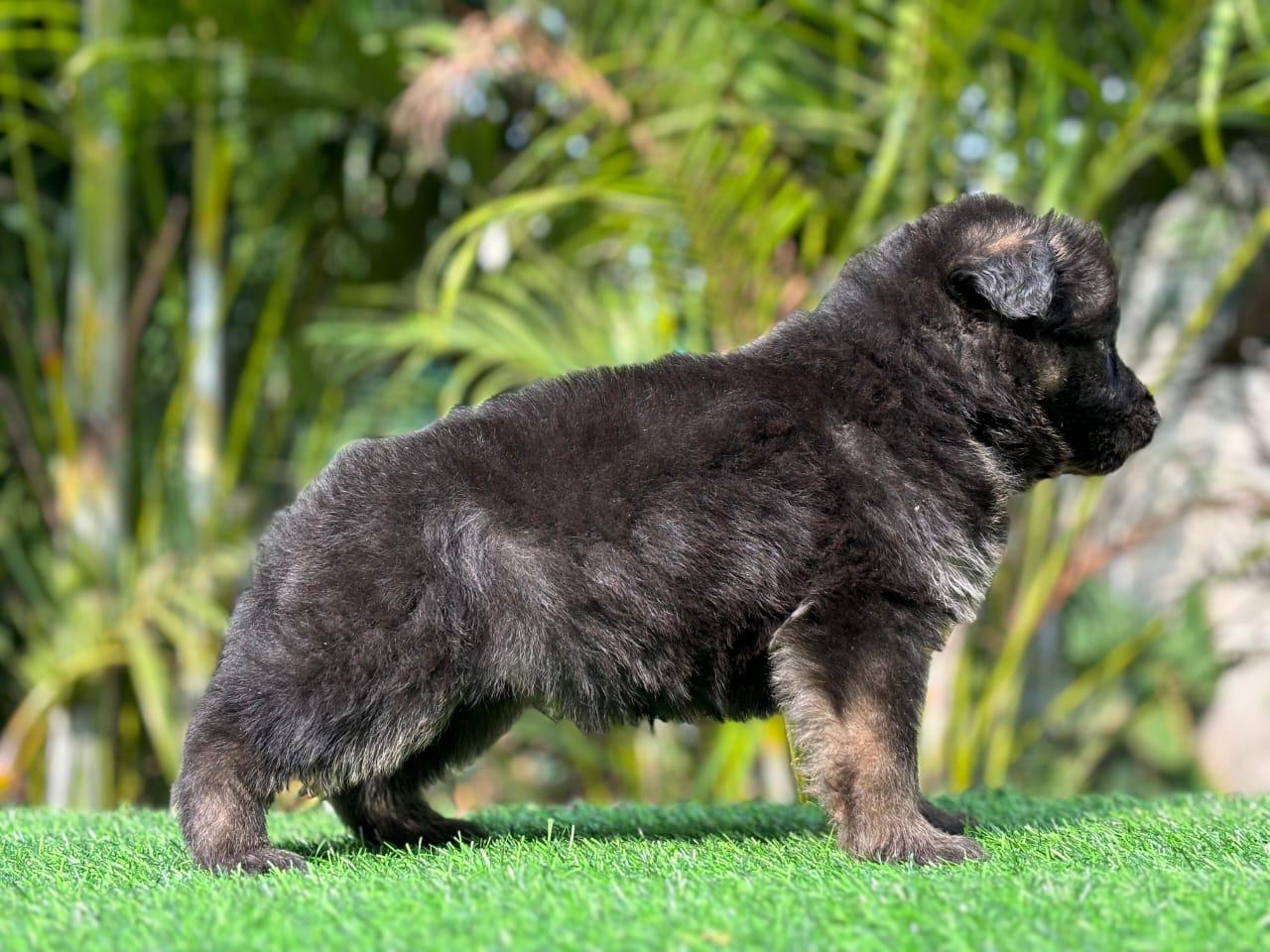 Pure bred german shepherd Puppies price in bangalore