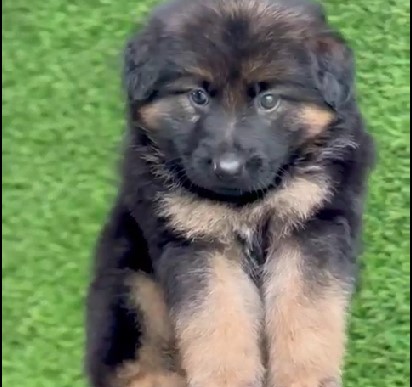 KCI registered german shepherd price in bangalore