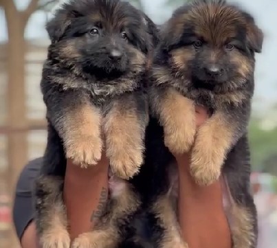 German shepherd puppy for sale in bangalore