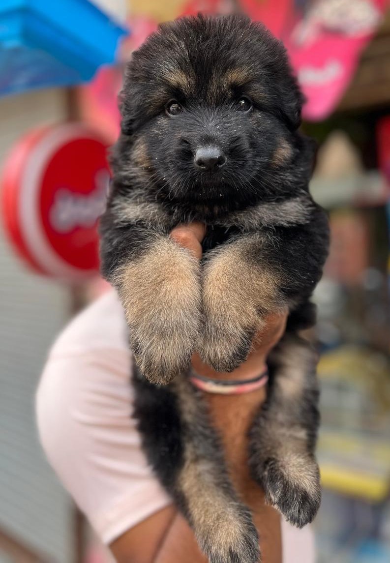 German shepherd puppy price in Delhi