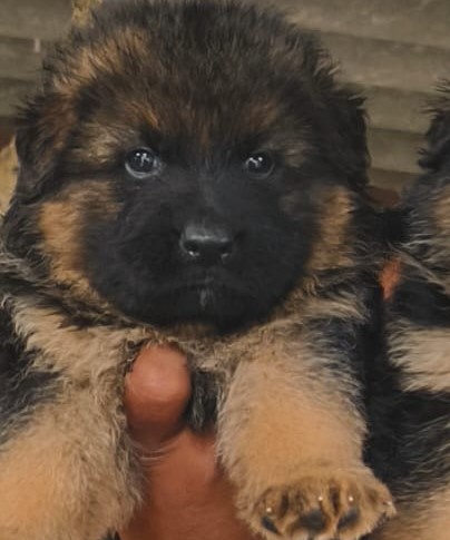 German shepherd male puppy price in Delhi