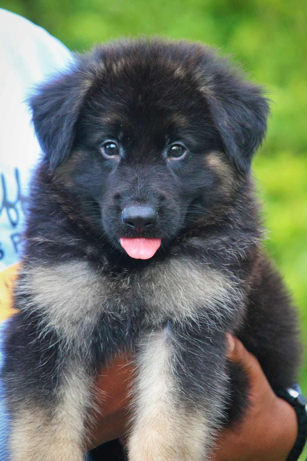 german shepherd puppies for sale online in hyderabad