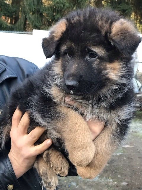 Buy german shepherd puppy from hyderabad