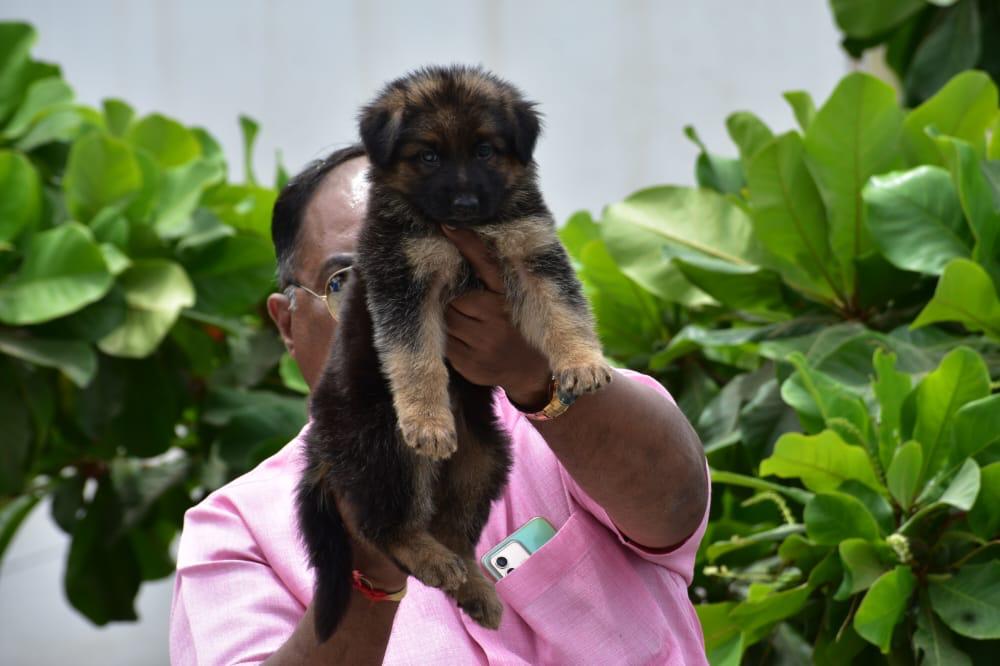 German shepherd dog price in hyderabad