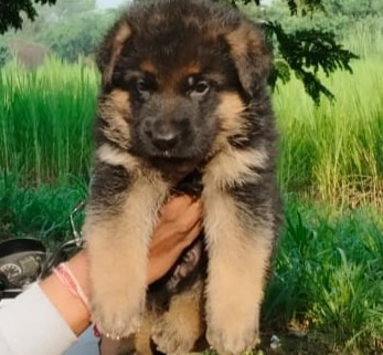 German shepherd pet shop in hyderabad