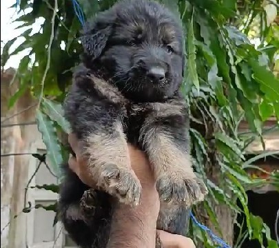 german shepherd  puppy price in hyderabad