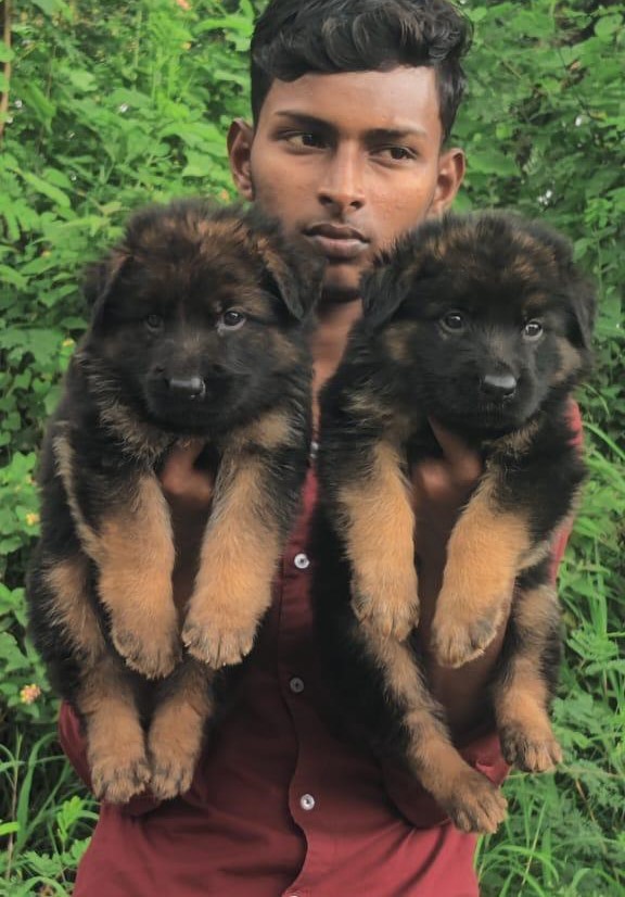 German Shpherd dog price in India