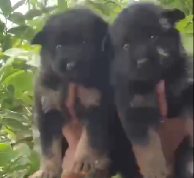 German Shpherd dog kennel in India