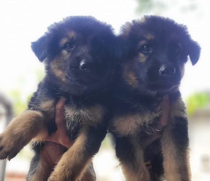 German shepherd price in Jaipur