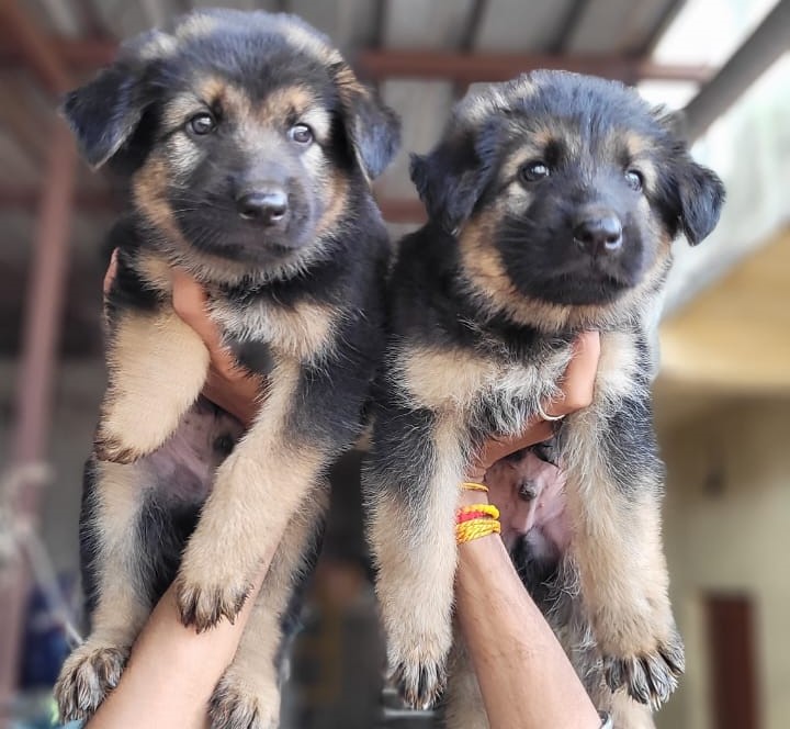 German shepherd puppy price in Jaipur