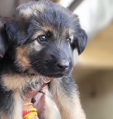 German shepherd dog price in Jaipur