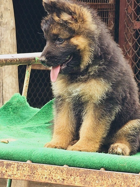 German shepherd male puppy price in Jaipur