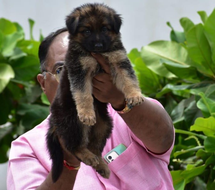 German shepherd dog breeder in kolkata