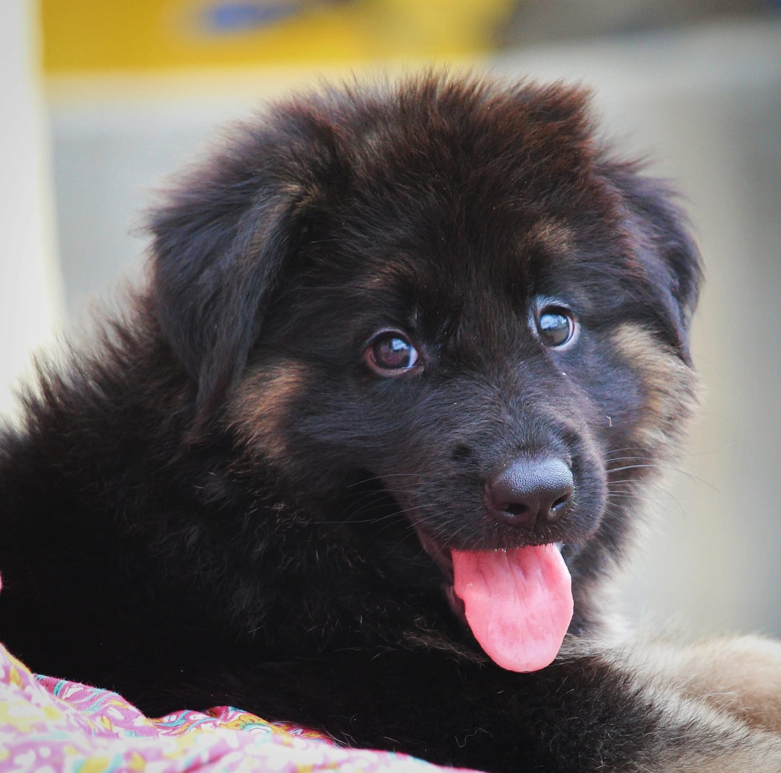 German shepherd puppies for sale online in kolkata