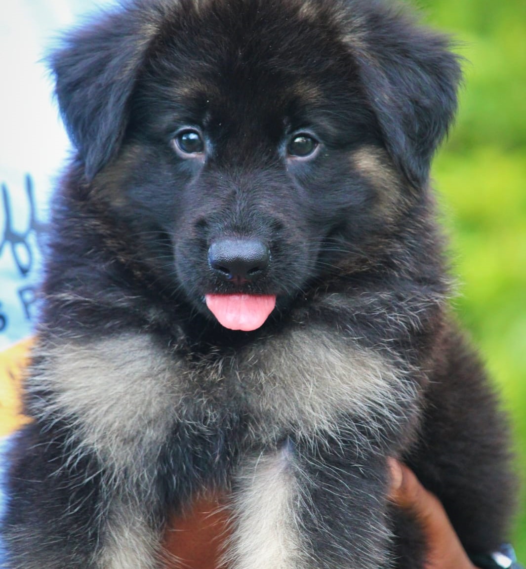 KCI registered german shepherd puppies price in kolkata