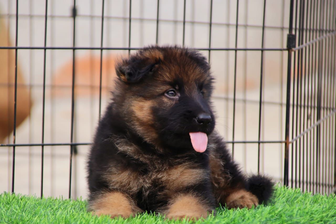 Buy german shepherd puppies in kolkata