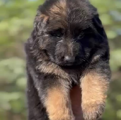 German shepherd male puppy for sale in kolkata