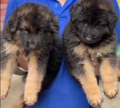 german shepherd dog breeder in mumbai