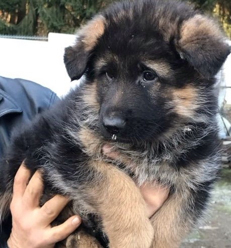 Buy german shepherd puppies in pune