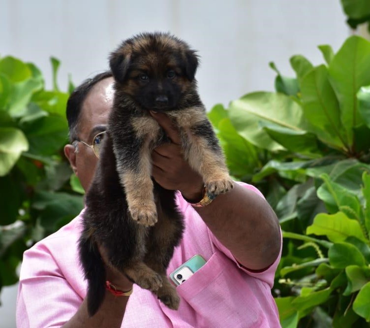 German shepherd dog price in pune