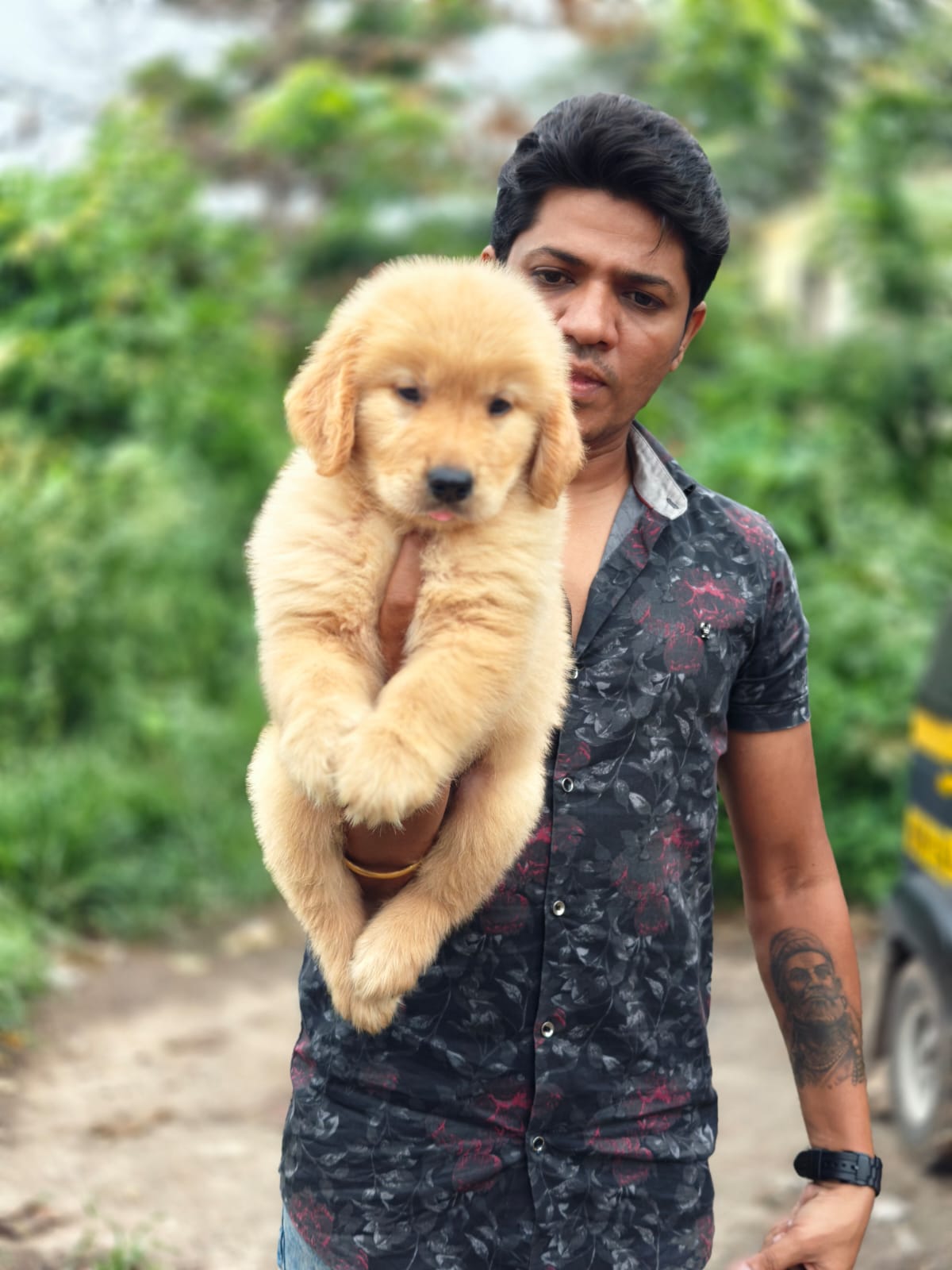 Golden Retriever male price in Jaipiur