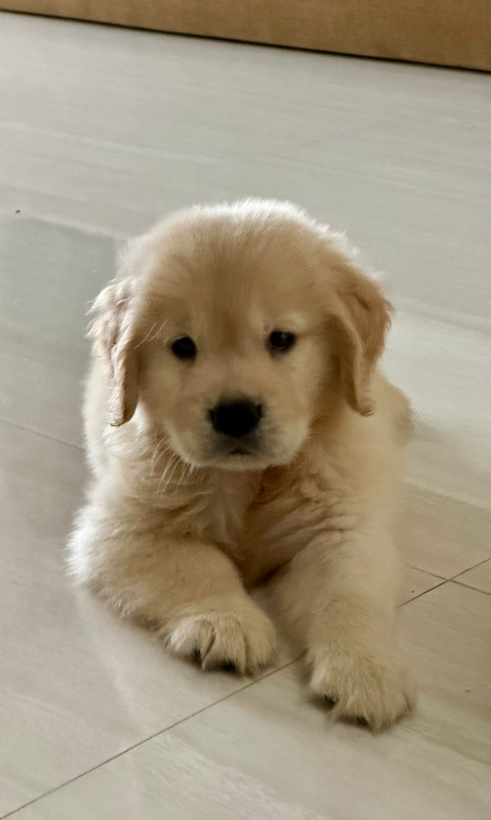 Golden Retriever price in Jaipur