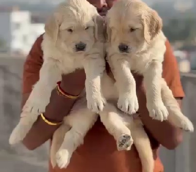 Buy golden retriever puppies in bangalore