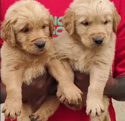 Pure bred golden retriever puppies price in bangalore