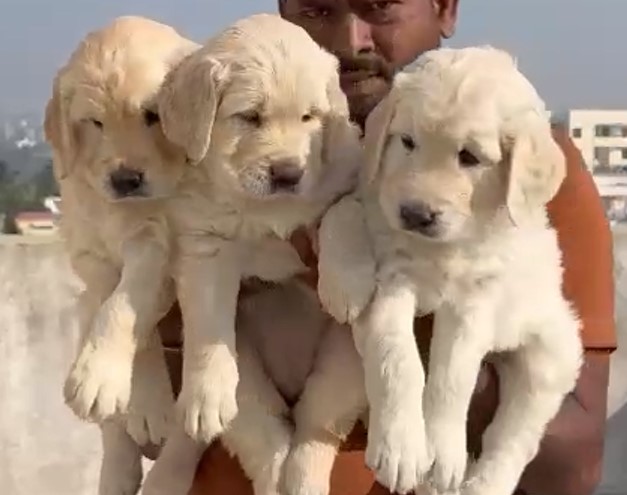 Golden retriever dog kennel in bangalore