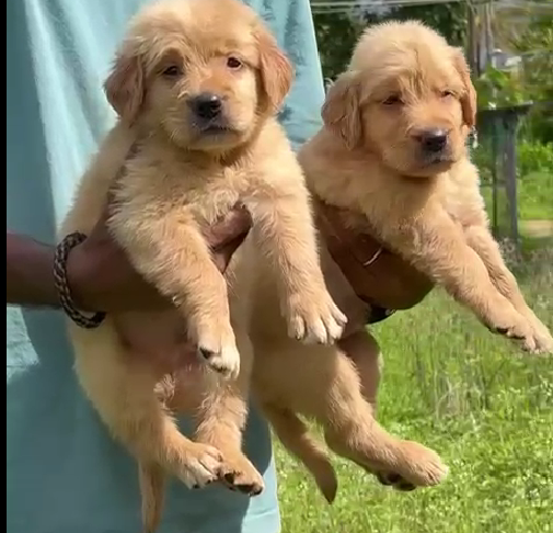 Golden Retriever puppy price in Delhi