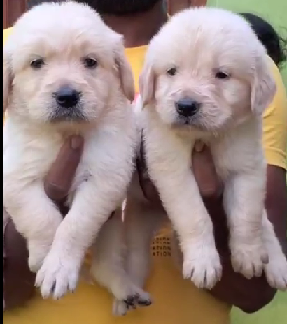 White Golden Retriever price in Delhi