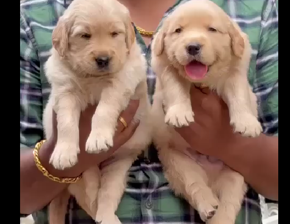 Golden Retrieverdog for sale in Delhi