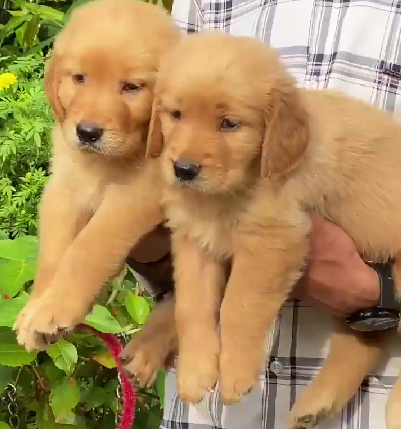 Golden Retriever puppy cost in Delhi