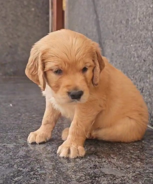 Golden Retriever price in India