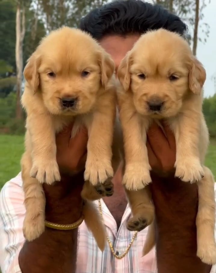 Buy Golden Retriever online in India