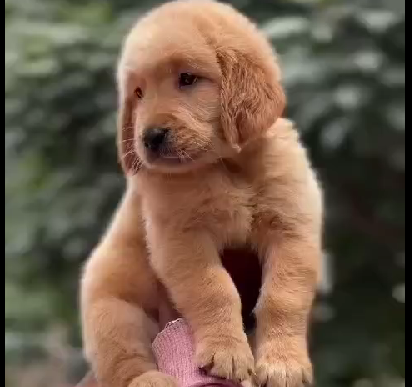 Golden Retriever puppy price in India