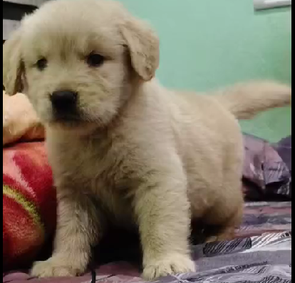 Golden Retriever pet shop in India