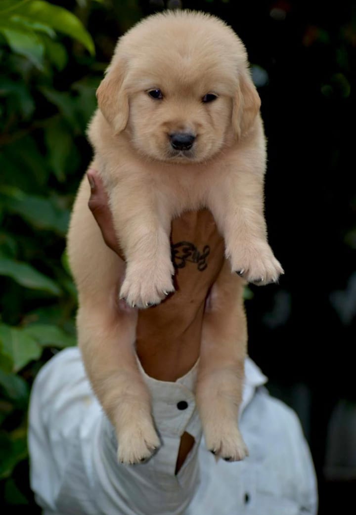 Golden Retriever dog price in India