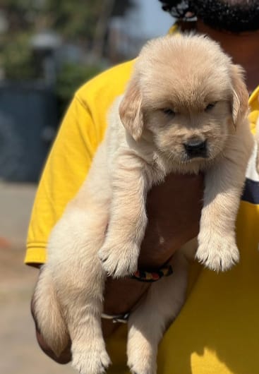 Golden Retriever male puppy price in India