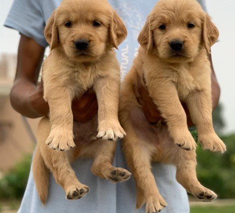 Buy golden retriever puppies in kolkata