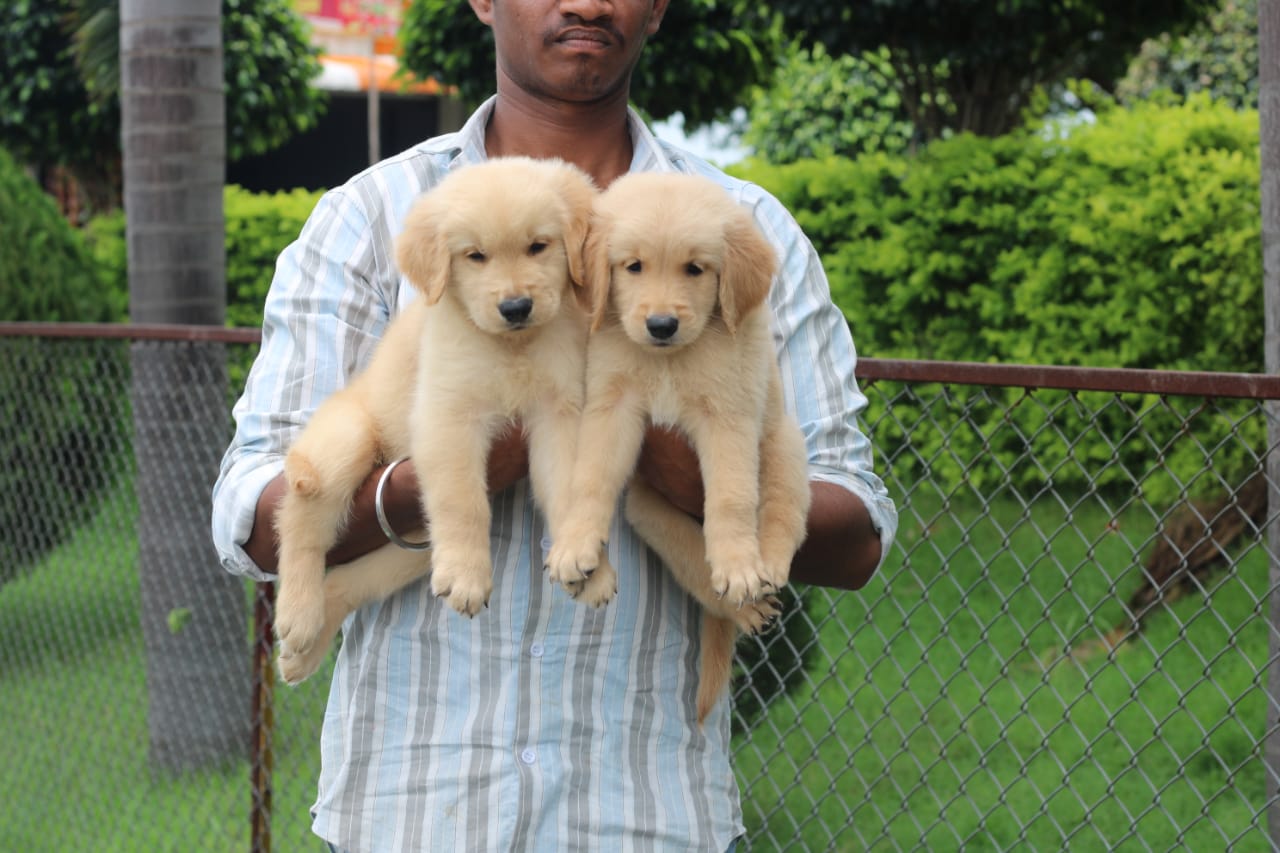 Golden retriever dog price in kolkata