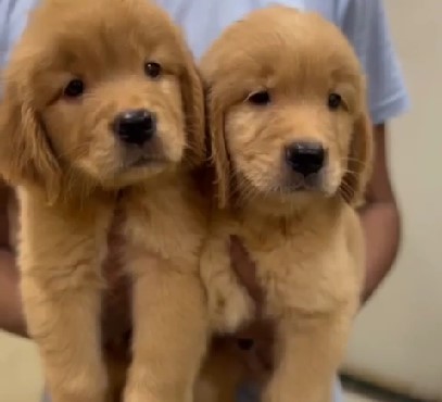 KCI registered golden retriever puppies for sale in mumbai