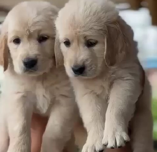 golden retriever pet shop in mumbai