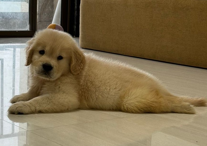 Golden retriever puppies for sale online in pune