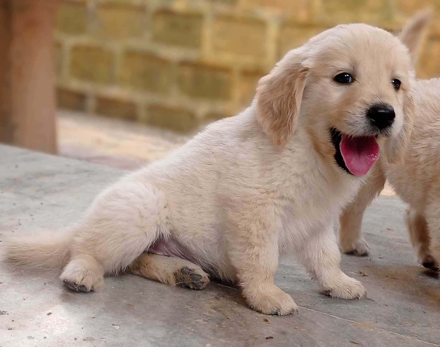 Buy golden retriever puppy in pune