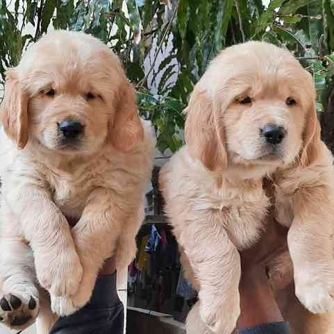 KCI registered golden retriever puppies price in pune