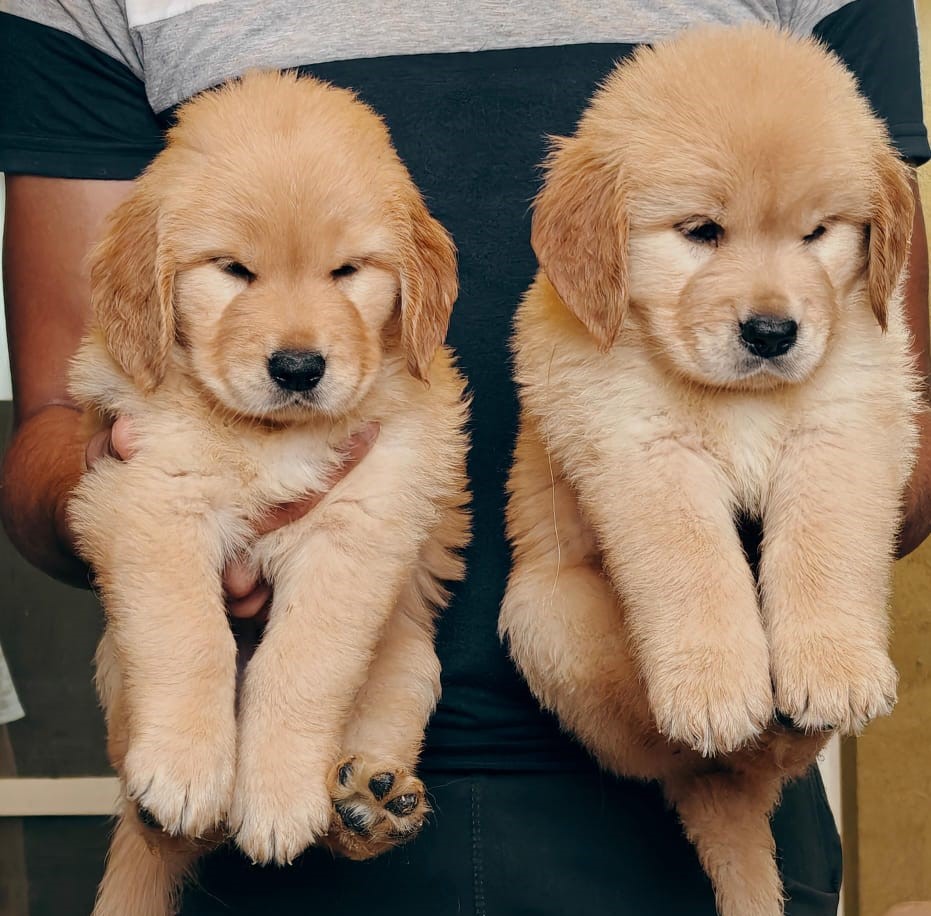 Golden retriever dog price in pune