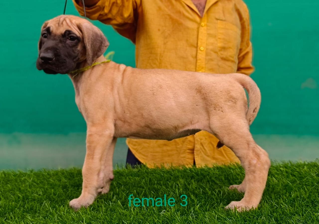 Buy great dane puppies in bangalore