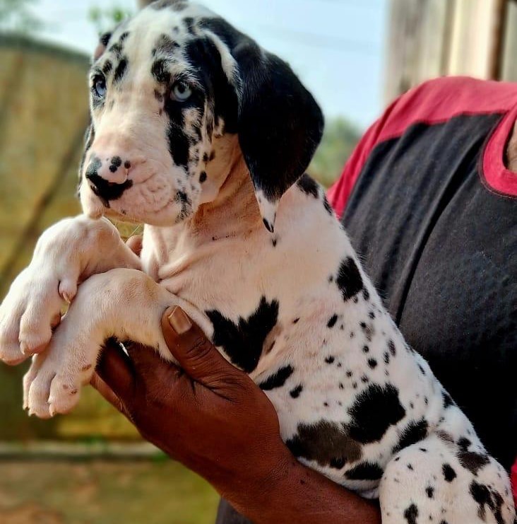 Great dane dog price in bangalore